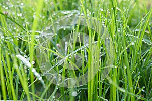 Wet grass