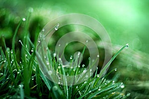 Wet grass