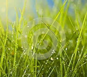 Wet grass