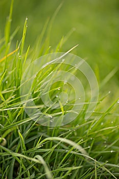 Wet grass