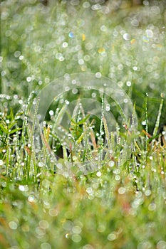 Wet Grass Bokeh with drops
