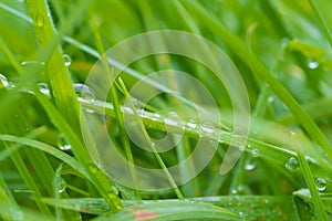 Wet grass closeup