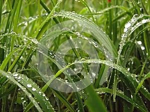 Wet grass closeup