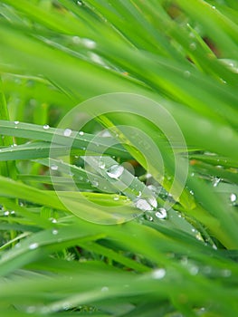 Wet grass closeup - green background