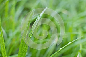 Wet Grass Detail