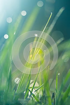 Wet grass in the spring. Rural sceney of a green field. Water droplets on the grass spikes.