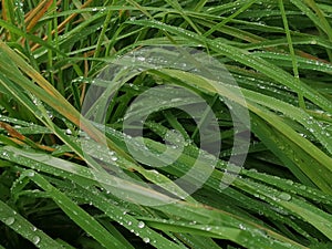 Wet Grass with waterdrops