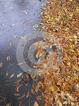 Wet gray asphalt, and autumn leaves.