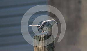 Wet Gray Catbird Standing on Wooden Post Getting Ready to Fly