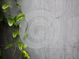 a wet gray concrete wall from rainwater against a foreground of creeping greenery. Natural background, natural material concept photo