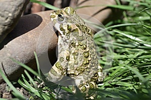 Wet gray frog with green dots on a stone.  side view of a frog.