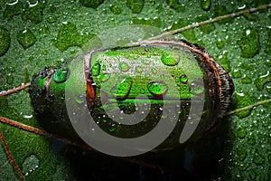 A wet green beetle bug resting on a leaf on a rainy day with rain water droplets.