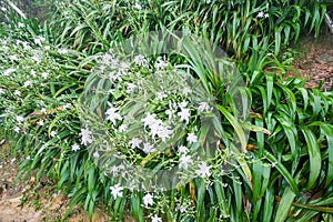 wet green bushes with white violet flowers lily
