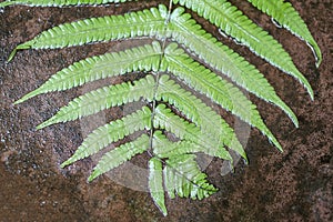 Wet green fern leaf on texture ground rock