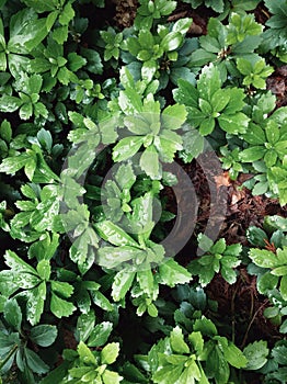 wet green foliage carpet backdrop