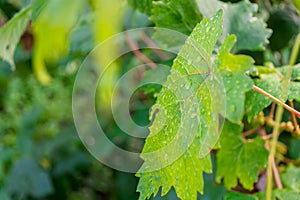 Wet green grape leaf close up
