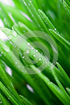 Wet green grass