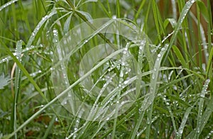 Wet green grass