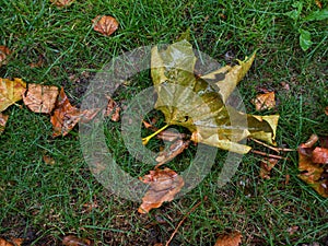 Wet green grass and fallen autumn leaves. Nature.