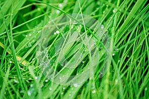 Wet green grass growing in the field, close-up of a drop of dew