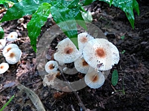 Wet green grass and toxic poisonous non edible small mushroom