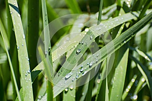 Wet Green Grass