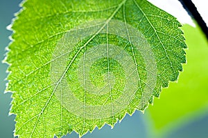 Wet green leaf of a birch close up macro