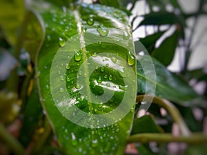 Wet green leaf landscape macro object outdoors