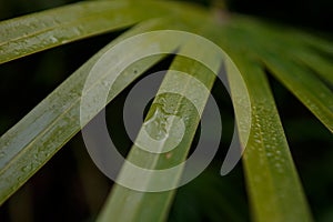 Wet green leaf in Okeefenokee