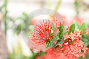 wet green leaves garden flower with water droplets on a blurred garden background. Focus concept. Space for text. Floral