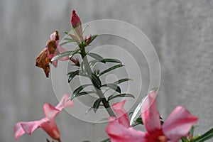 wet green leaves garden flower with water droplets on a blurred garden background. Focus concept. Space for text. Floral nature