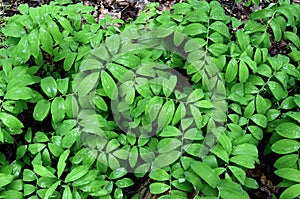 Wet, green leaves of a large group of smooth Solomon`s seal plants.