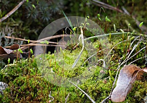 Wet green moss Polytrichum commune, common haircap, great golden maidenhair. Floral background macro close-up