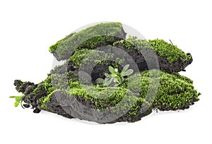 Wet green mossy hill isolated on white background. Full depth of field