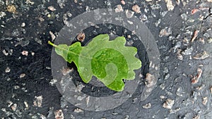 Wet green oak leaf lying on the asphalt