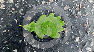 A wet green oak leaf lying on the asphalt on the street