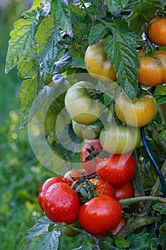 Wet green and red tomatoes.