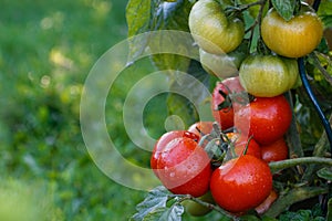 Wet green and red tomatoes.