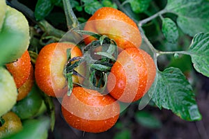 Wet green and red tomatoes.
