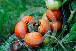 Wet green and red tomatoes.