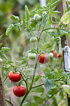 Wet green and red tomatoes growing in a garden