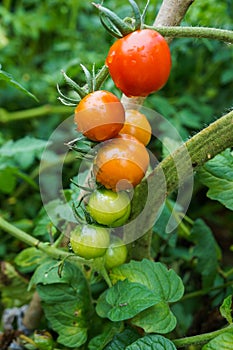 Wet green and red tomatoes growing in a garden