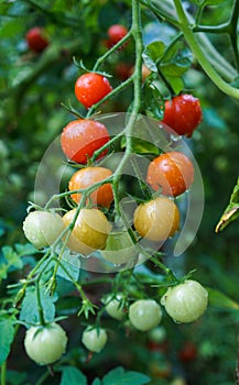 Wet green and red tomatoes growing in a garden