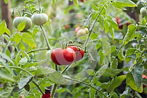 Wet green and red tomatoes growing in a garden