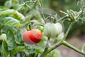 Wet green and red tomatoes growing in a garden