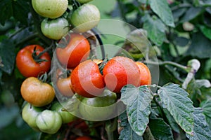 Wet green and red tomatoes.