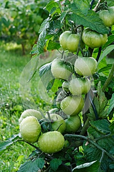 Wet green tomatoes.