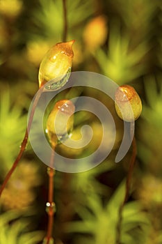 Wet hair cap moss sporophytes from New London, New Hampshire.