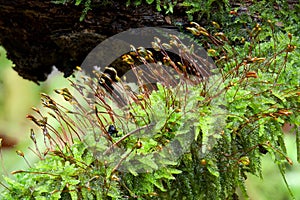 Wet Haircap moss closeup photo