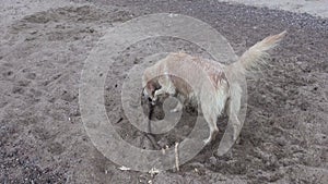 Wet hairy dog on beach sand with stick